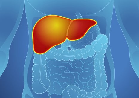 24319-aasld-enl5-image-1-liver-illustration-min